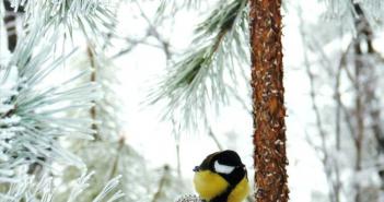 Исследовательская работа «Зимующие птицы моего села Исследовательская работа зимующие птицы нашей местности